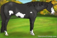 Horse Color:Liver Chestnut Frame 