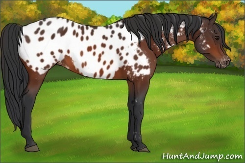 Horse Color:Bay Appaloosa
