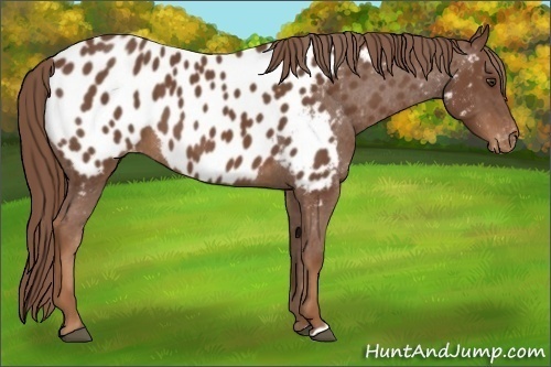Horse Color:Chestnut Appaloosa