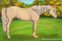 Horse Color:Gold Champagne 