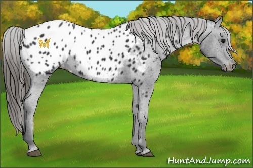 Horse Color:Black Appaloosa 