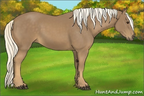 Horse Color:Palomino
