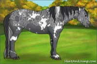 Horse Color:White Spotted Black Ice 