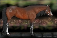 Horse Color:Bay  and Bay 