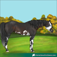 Horse Color:Brown Splash 