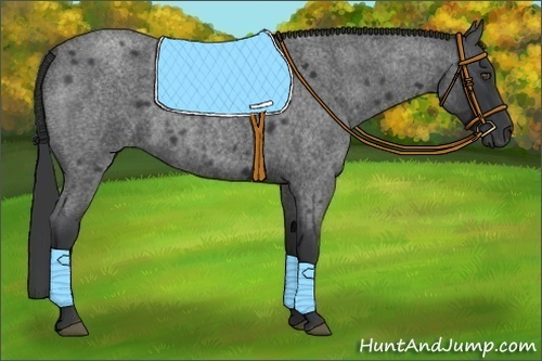 Horse Color:Blue Roan