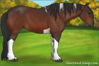 Horse Color:Bay Tobiano 
