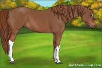 Horse Color:Chestnut 