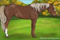 Horse Color:Chestnut 