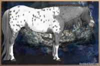 Horse Color:White Spotted Blue Roan Splash Frame Near Leopard 