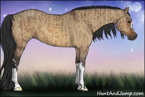 Horse Color:Bay Dun and Bay Dun