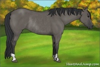 Horse Color:Grullo Rabicano  and Grullo Rabicano 