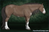 Horse Color:Buckskin Sabino
