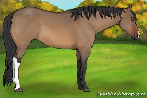 Horse Color:Bay Dun