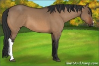 Horse Color:Bay Dun