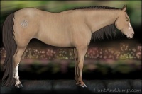Horse Color:Amber Champagne  and Amber Champagne 