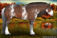 Horse Color:White Spotted Bay  Brindle