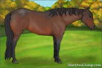 Horse Color:Bay Roan 
