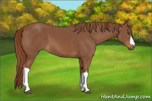 Horse Color:Chestnut 