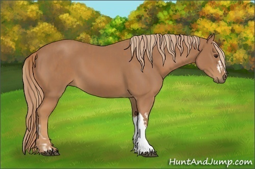 Horse Color:Chestnut and Chestnut