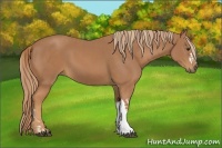 Horse Color:Chestnut and Chestnut