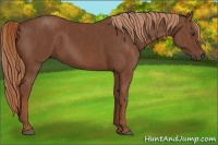 Horse Color:Chestnut Brindle