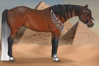 Horse Color:Brown Sabino