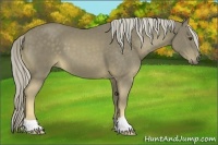 Horse Color:Chocolate Palomino 
