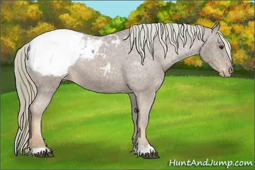 Horse Color:Chestnut Mushroom Snowcap