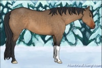Horse Color:Bay Dun
