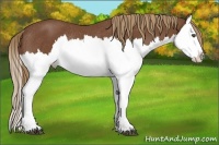 Horse Color:Chestnut Splash Rabicano