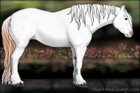 Horse Color:Bay Roan Appaloosa 