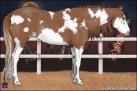 Horse Color:White Spotted Chestnut Splash Frame 
