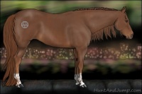Horse Color:Chestnut  and Chestnut 