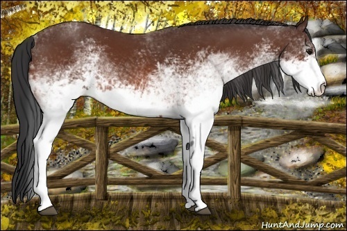 Horse Color:White Spotted Bay Rabicano 