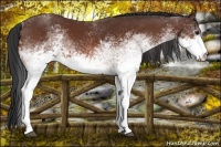 Horse Color:White Spotted Bay Rabicano