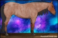 Horse Color:Bay Roan 