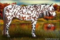 Horse Color:Bay Appaloosa 