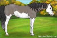 Horse Color:Grullo Splash 