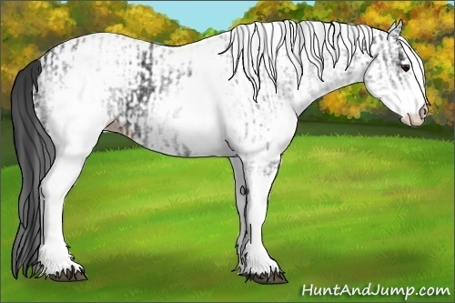 Horse Color:White Spotted Black  and White Spotted Black 