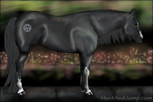 Horse Color:Black and Black
