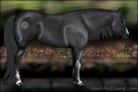 Horse Color:Black and Black