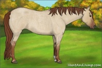 Horse Color:Red Dun Roan 