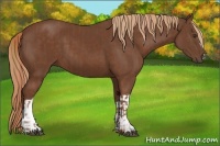 Horse Color:Chestnut  and Chestnut 