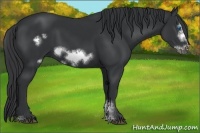 Horse Color:Black Sabino Frame