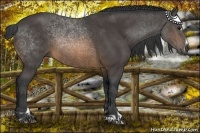 Horse Color:Buckskin Sabino