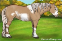 Horse Color:Silver Bay Dun Sabino Tobiano Frame Rabicano