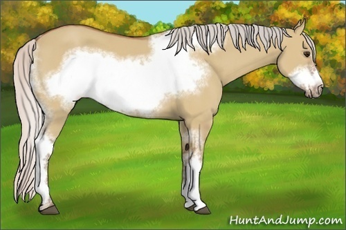 Horse Color:Silver Bay Dun Sabino Tobiano Frame Rabicano