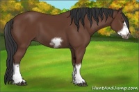 Horse Color:Bay Sabino Splash Frame 
