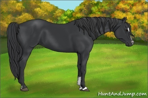 Horse Color:Black Sabino 